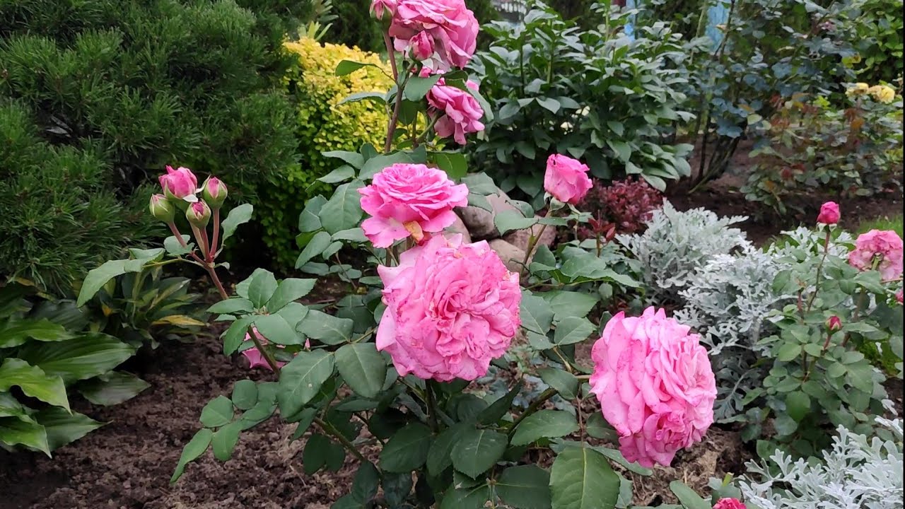 Обильное цветение роз на даче у Елены 🌹🌹🌹часть 3.Мияби Ча,Лав Сонг,Эшли, Карамель Антик ,Оранжери...