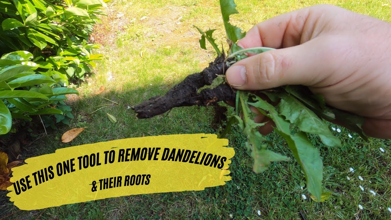How to Get Rid of Dandelions and Their Roots [100% Success Rate]