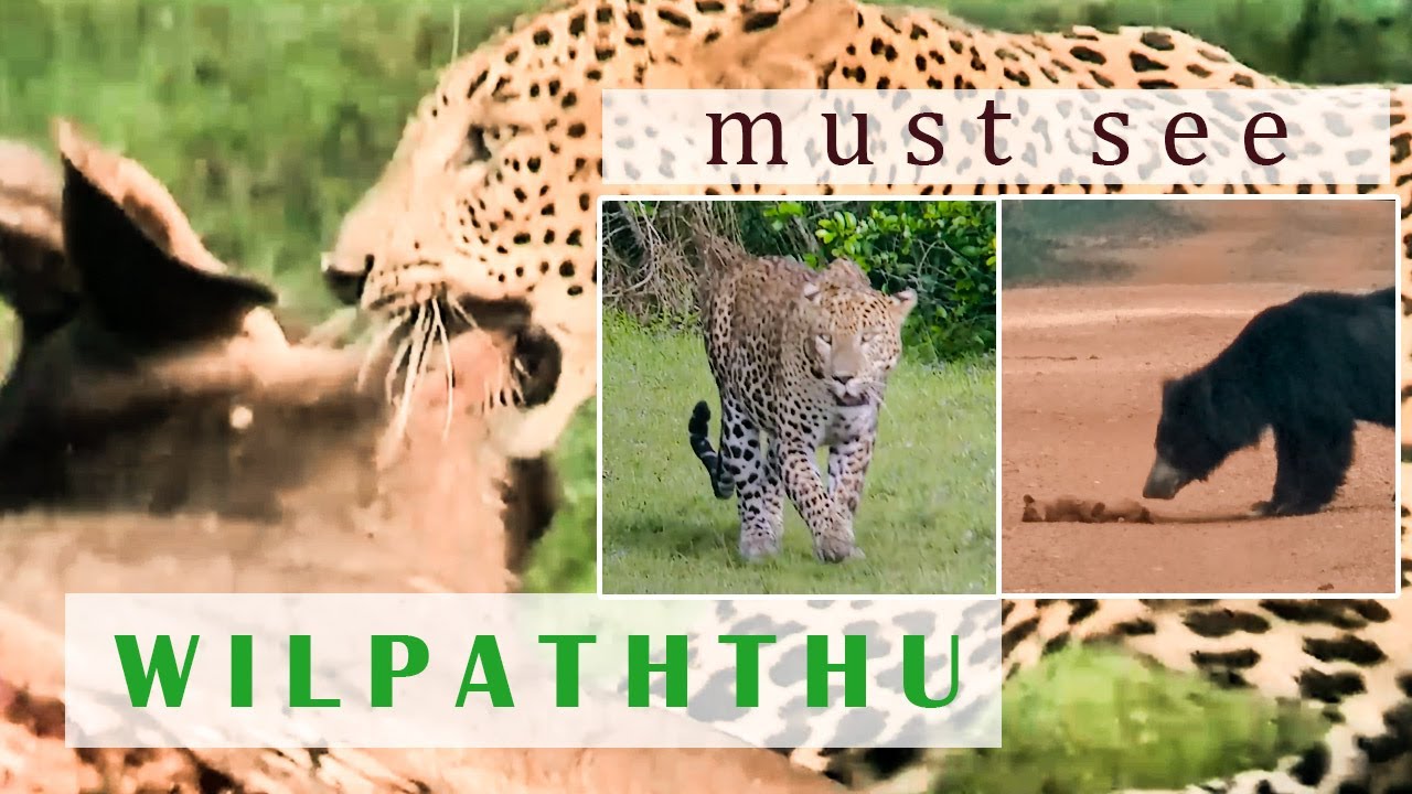 Wilpaththu National Park | Sri Lanka Trip Guide | Travel 2020