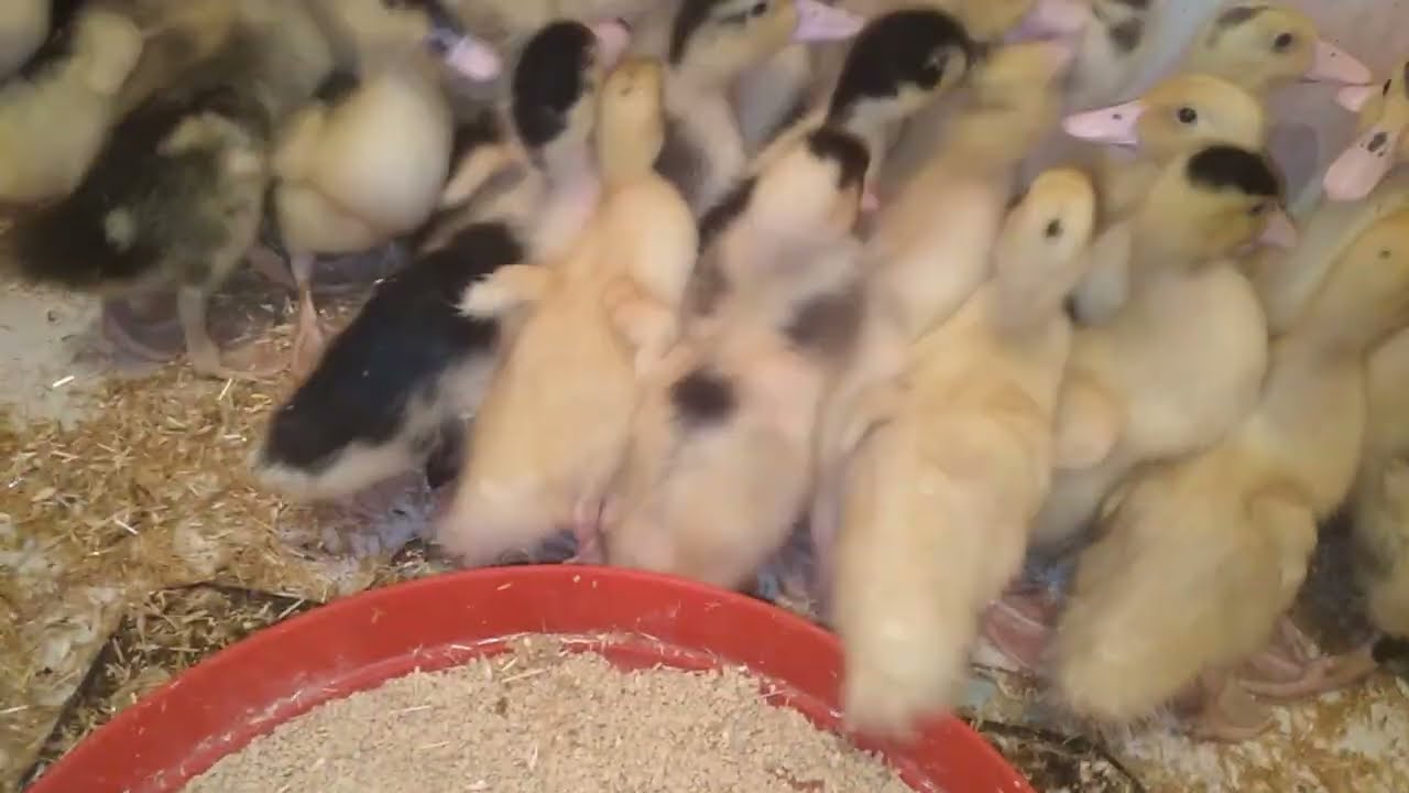 اخيرن جبت مسكوفي  ❤️❤️❤️🐓