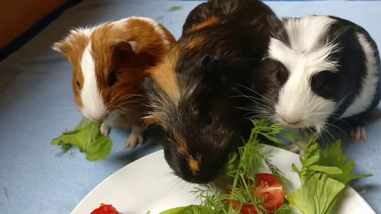 Meerschweinchenbabys sind 3 Wochen alt