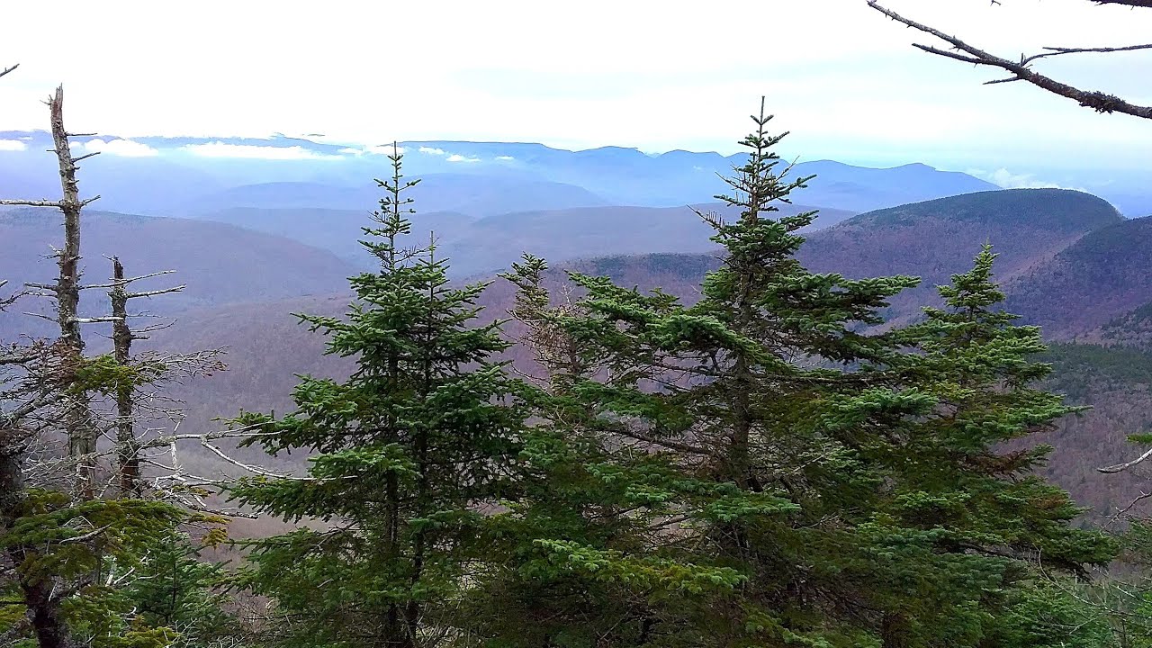 Balsam Fir