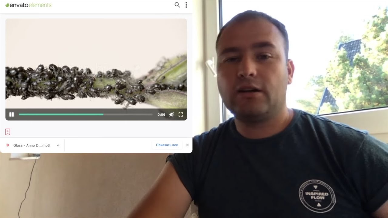 Черная тля или бахчевая тля. Как убрать тлю.
