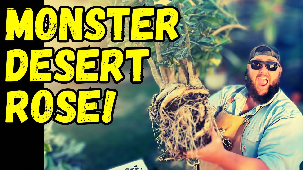 РОЗА ПУСТЫНИ МОНСТР! | ​​Обрезка корней и уход за Adenium obesum!