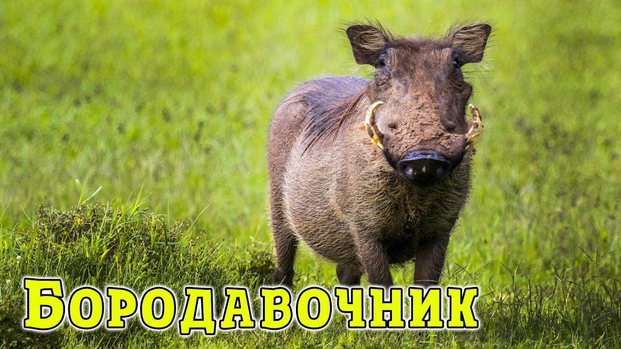 Бородавочник. Мастер выживания в экстремальных условиях