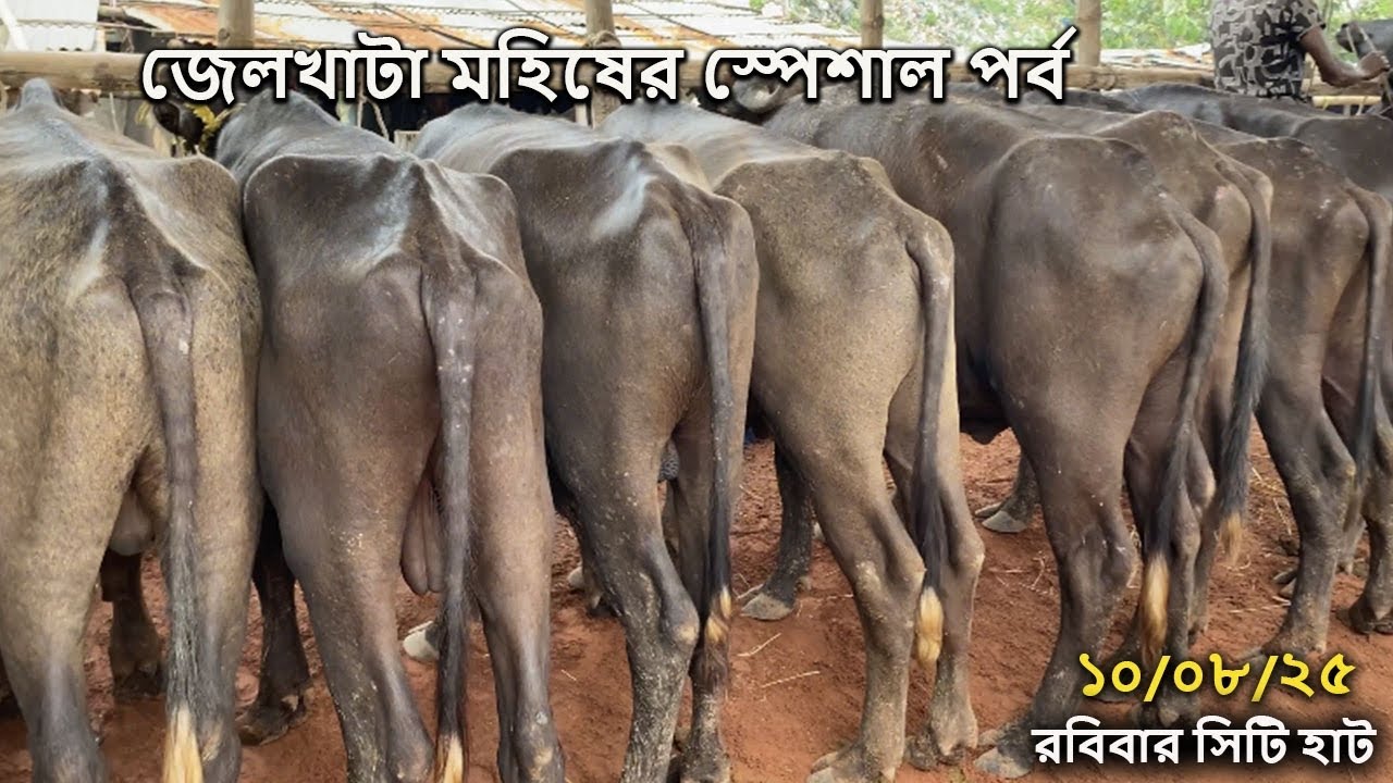 জেলখাটা মহিষের স্পেশাল পর্ব | ১০ আগস্ট রবিবার 
