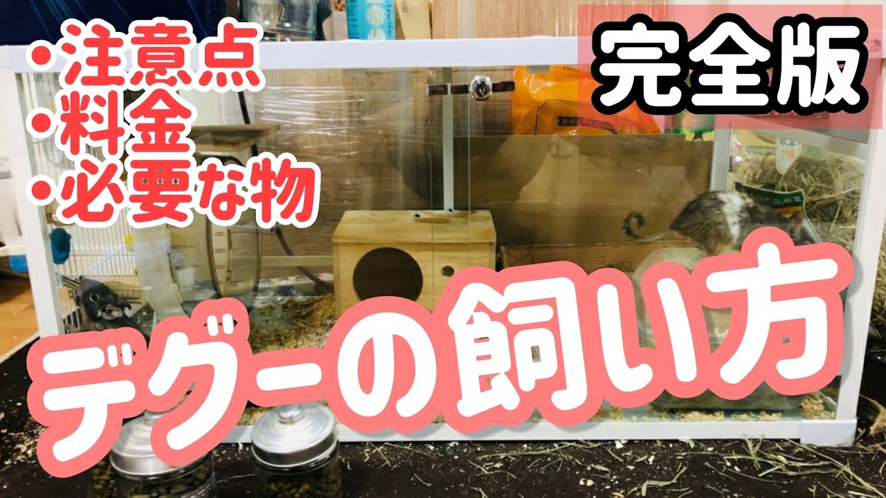 【2021年版】デグーの飼い方・注意点・初期費用・必要な物【完全解説】