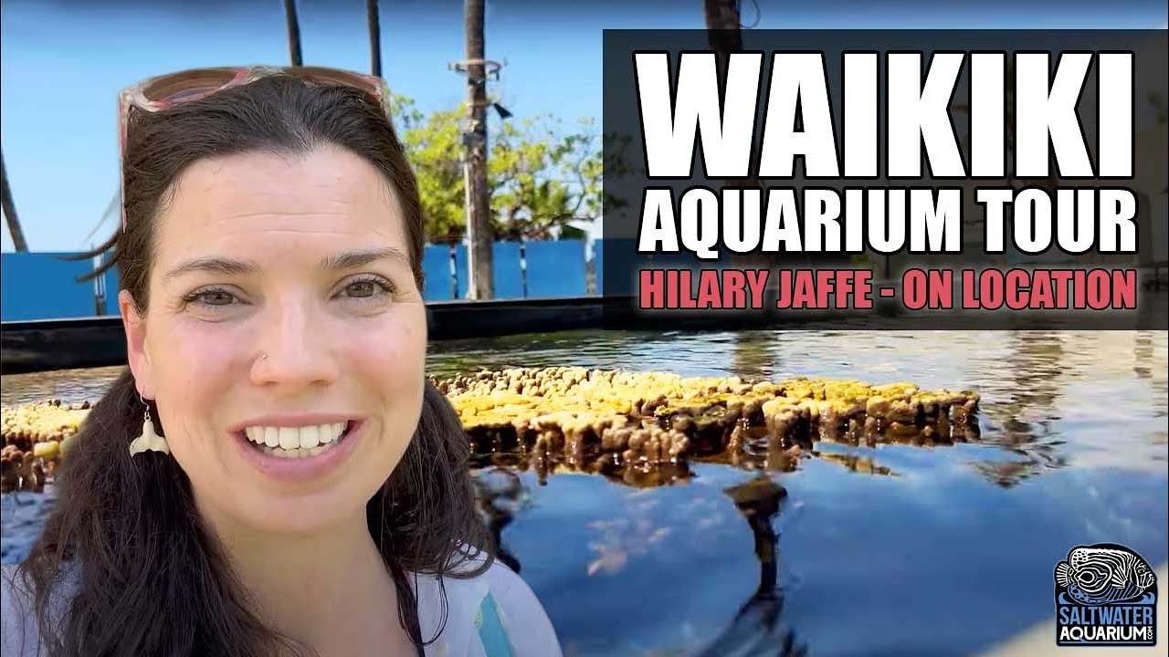 Exploring Waikiki Aquarium: Hawaii's Hidden Marine Treasure | Hilary On Location