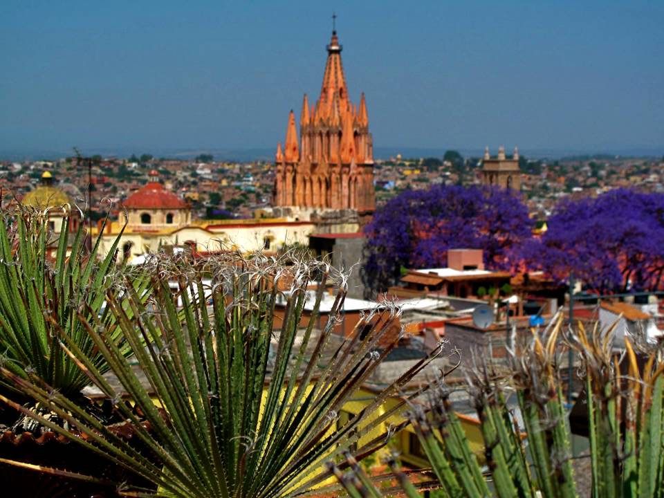 San Miguel de Allende Flowering Jacarandas
