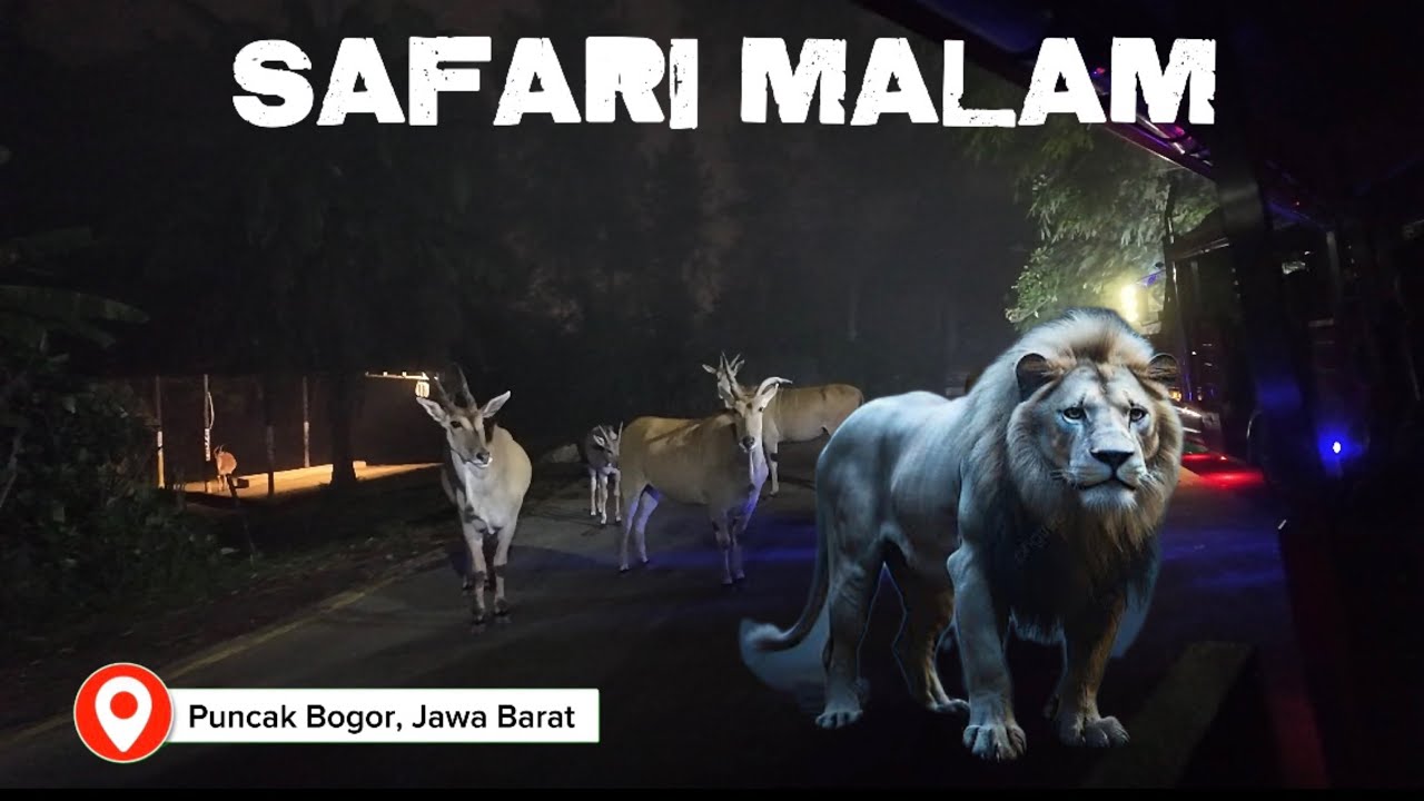 pertama kali flora safari malam di taman safari puncak bogor, seru guys!