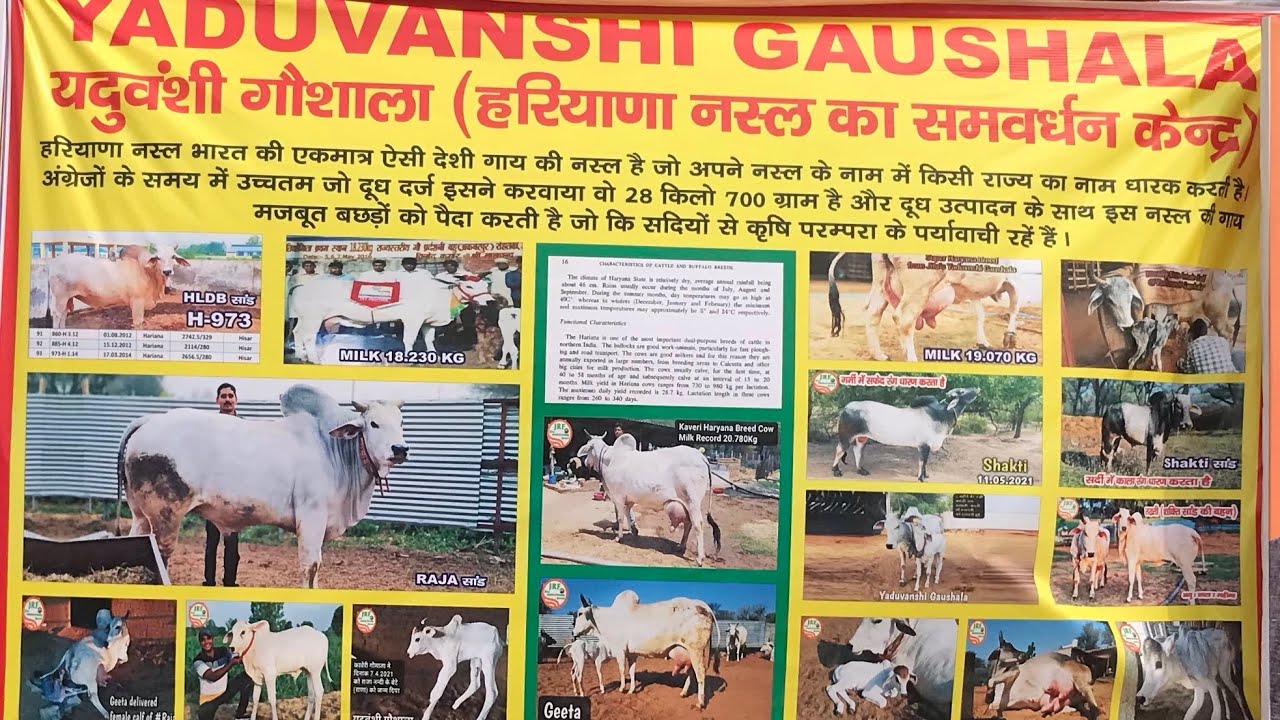 Yaudhvansi goshala#pasu#mela Bhiwani #sakti #takti# Raja bull #haryananslcow #cowfarming