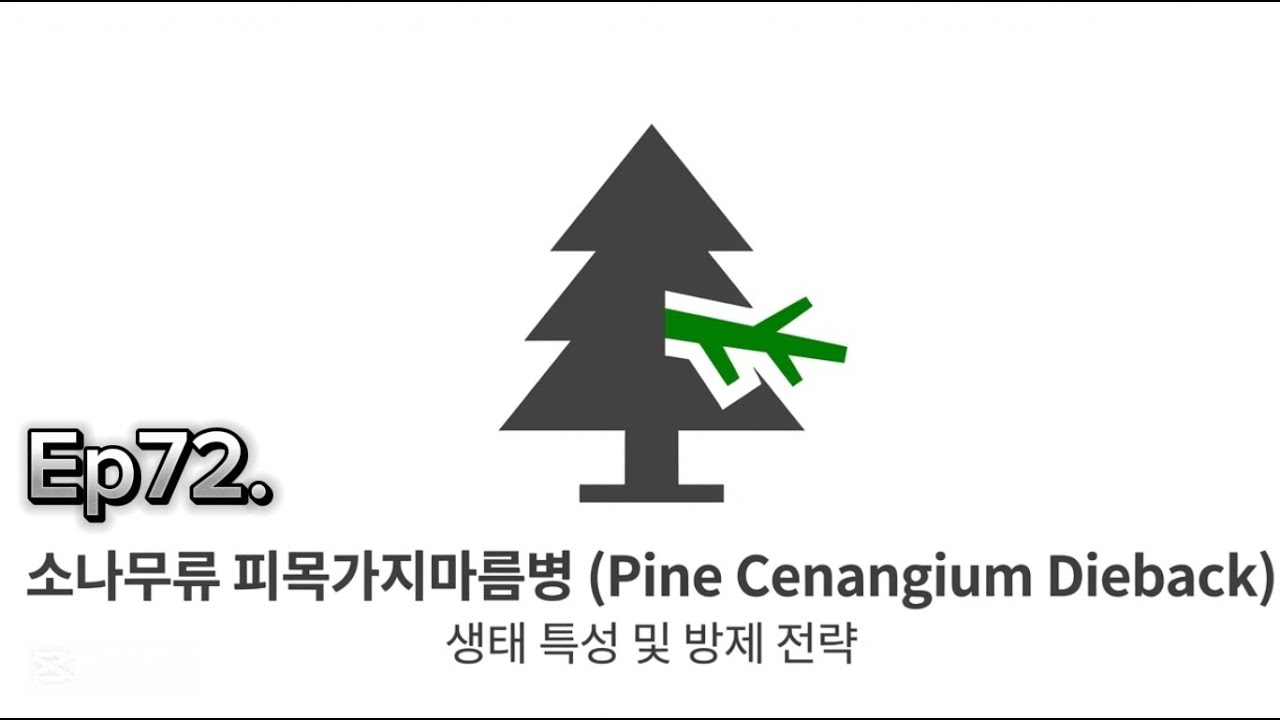 Ep72. 소나무류 피목가지마름병