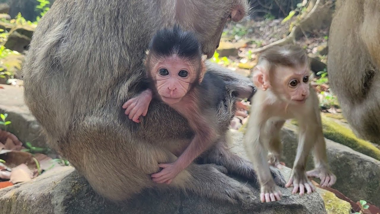 Cute newborn babies monkey while mom hungry sit waiting feed some fruit for snacks in the morning