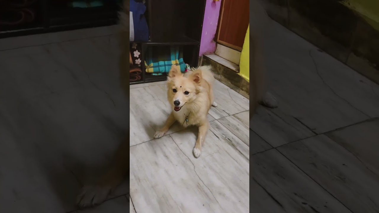 soo cute milki papa 🐕🐕 