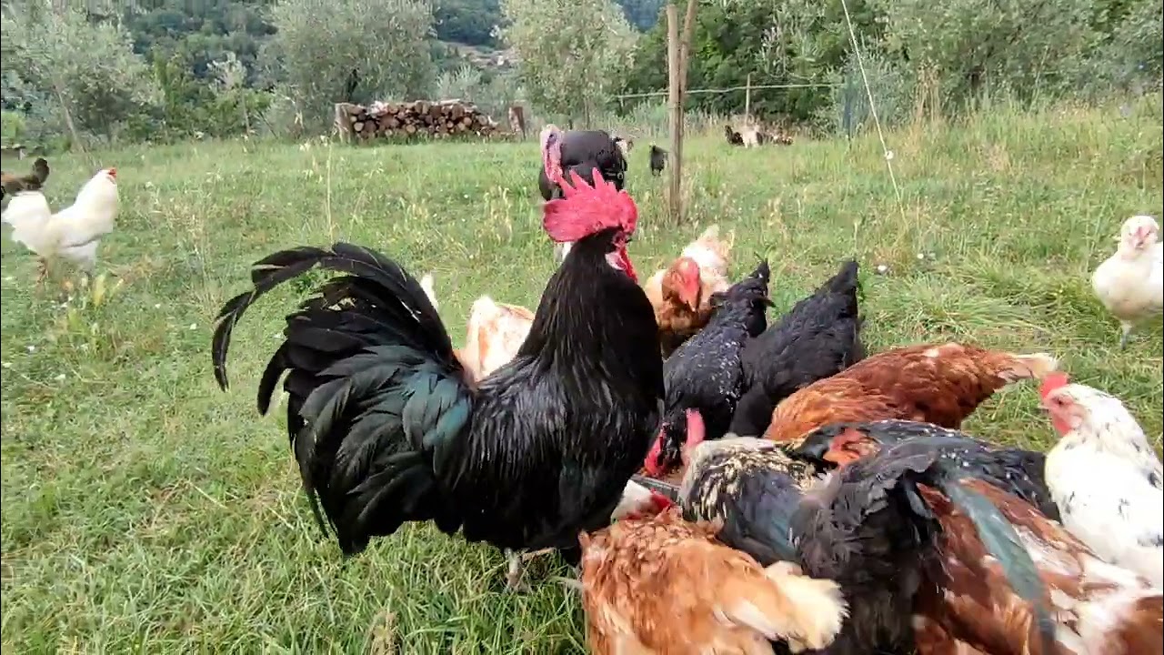 Pollaio galline &egrave; periodo di muta