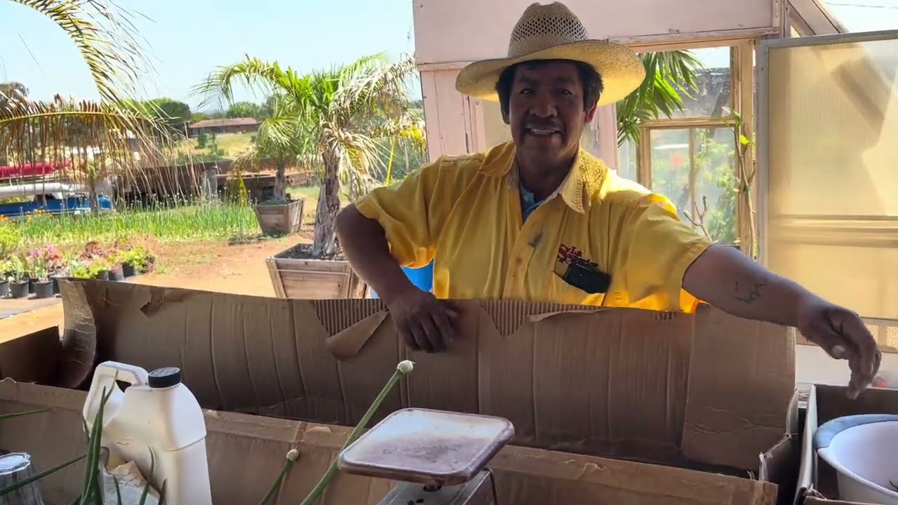 Central Valley Winters Pinkerton Avocado Harvest