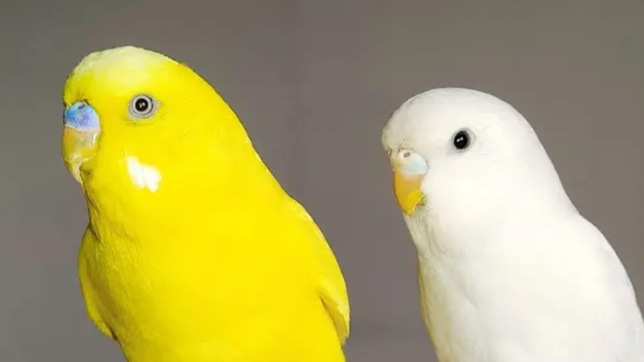 🔴 LIVE pet bird cam 🐦 calm indoor