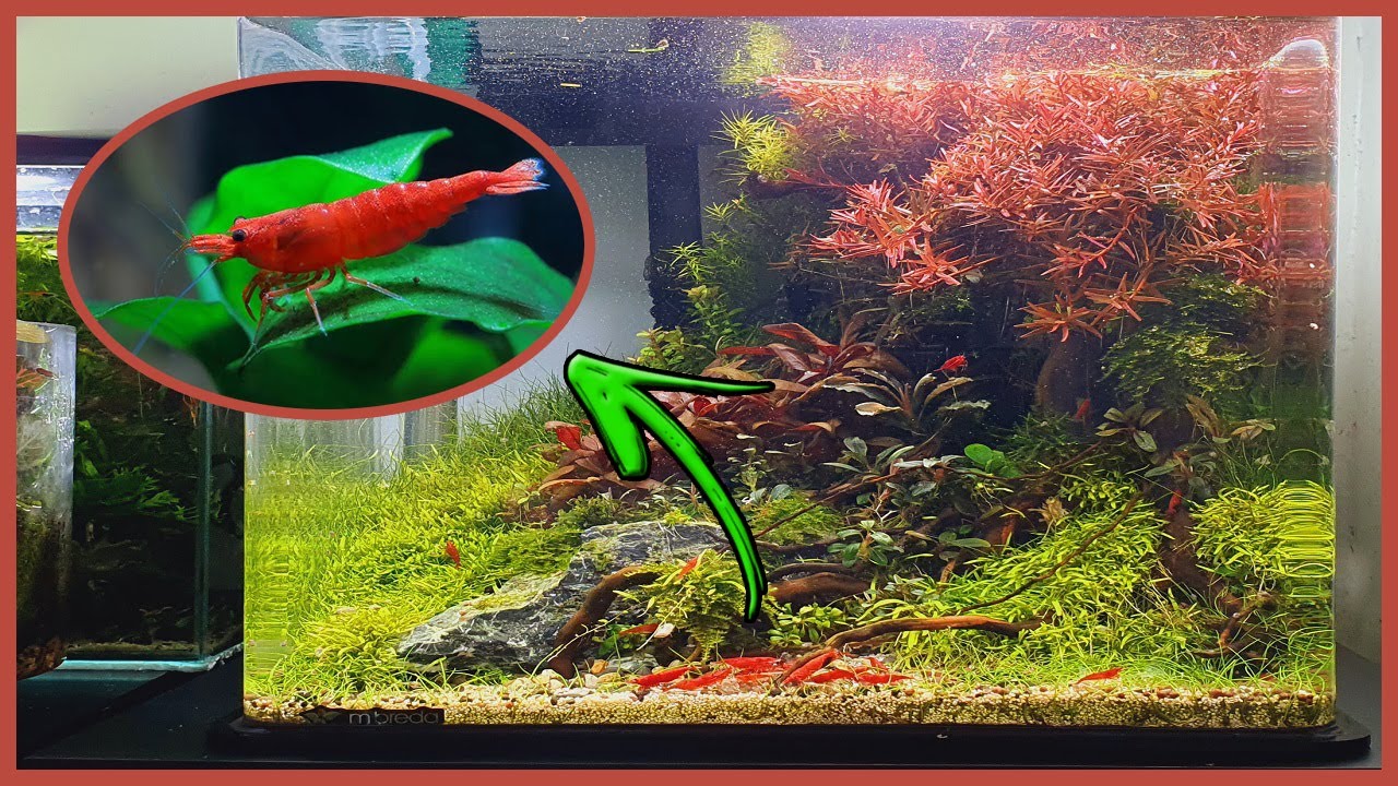 MONTAGEM DE AQUÁRIO NANO CUBO PLANTADO COM CAMARÕES