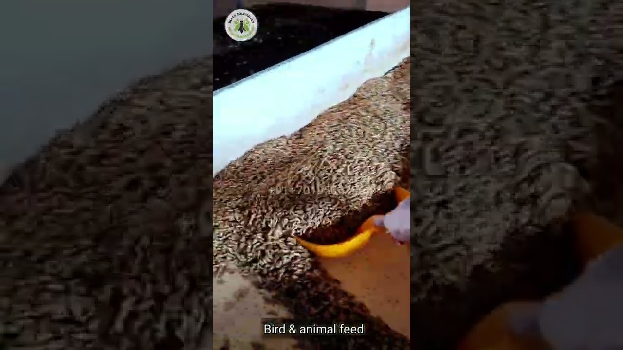 India's First Successful BSF Larve Farm | Feeding the Future
