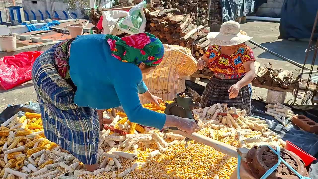 Comparto este video| con ustedes amigos| mostrando Cómo desgranar el maíz|