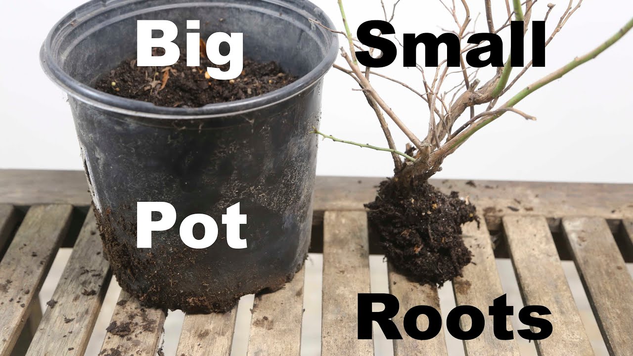 Big Pot Small Root Ball
