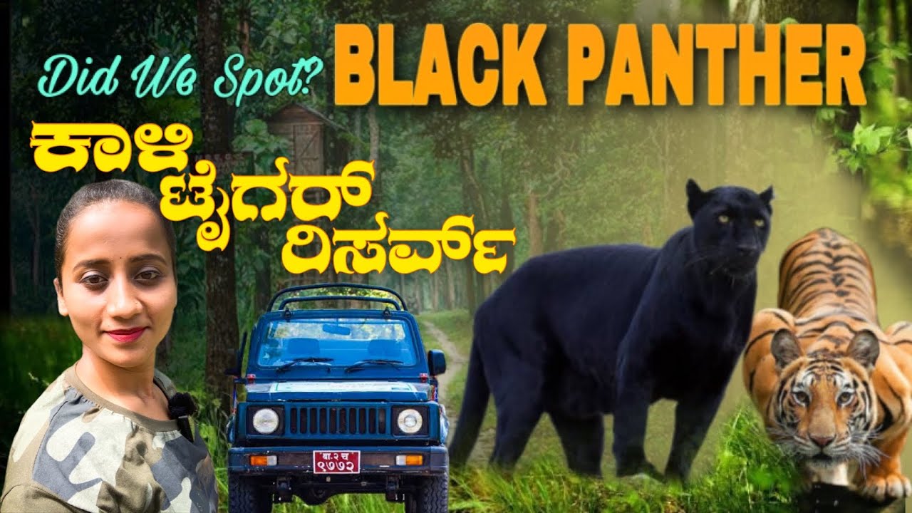 Kali Tiger Reserve | Anshi National Park Jungle Safari | Black Panther In Dandeli