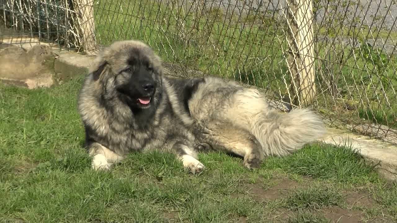 Maya et Oural en séance de jeu. Bergers du Caucase Кавказская овчарка   Caucasian Ovcharka