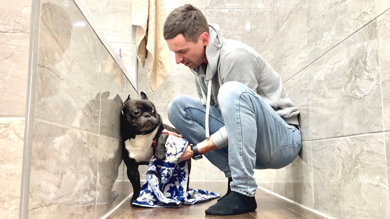 The universe of the French Bulldog