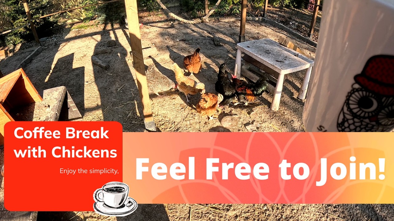 Coffe Break with Chickens - Join us! ( Music + Subtitles)
