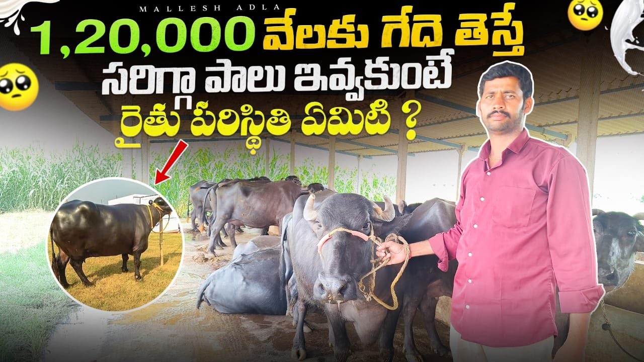 అప్పులు తెస్తే నష్టమే PSK dairy farm @MalleshAdla