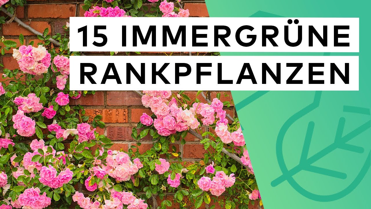 15 immergrüne Rankpflanzen 🌿 Pflege ✓ Standort ✓ Herkunft ✓ Besonderheit ✓