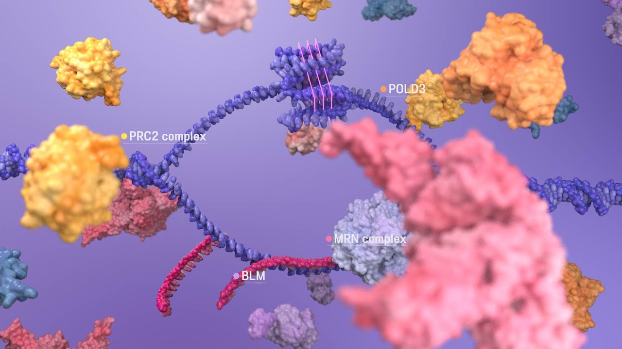 Loss of telomere G-quadruplex dynamicity and the induction of Alternative Lengthening of Telomeres