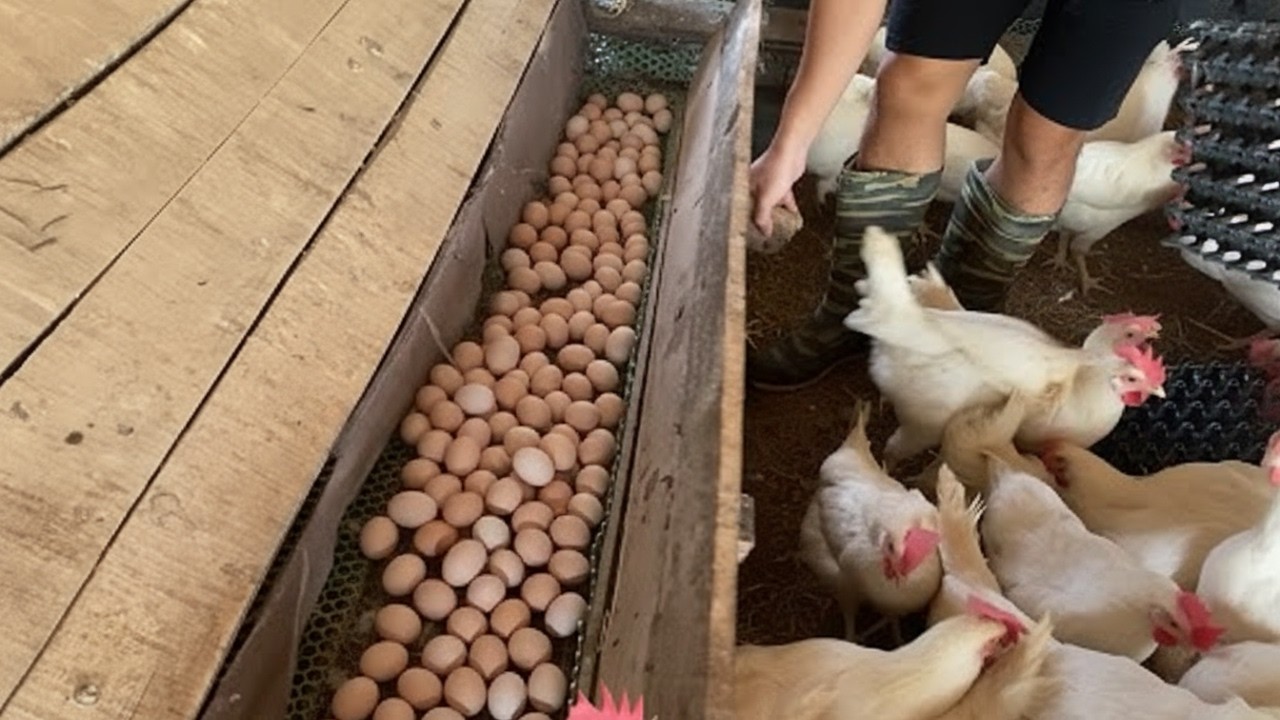 Farm Life Vlog | Gathering Eggs from Our Chickens