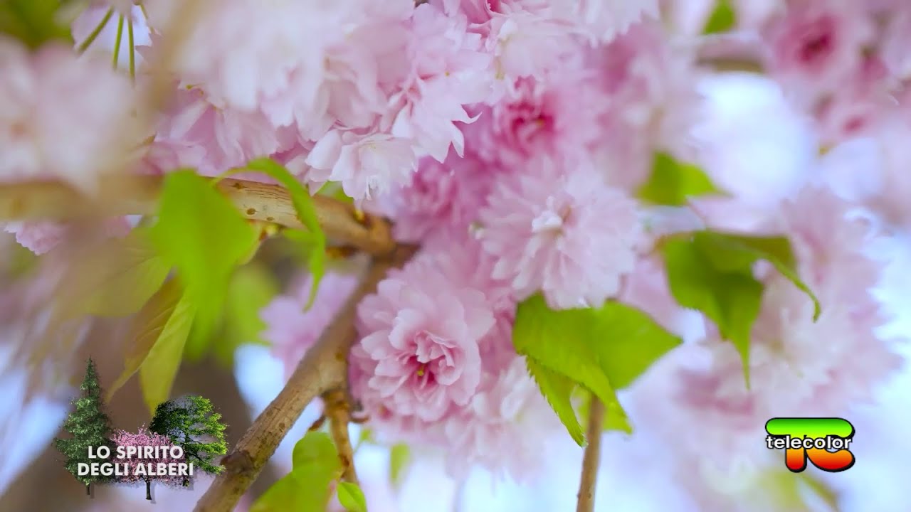 Lo spirito degli alberi: FIORITURA dei CILIEGI 13.05.2022