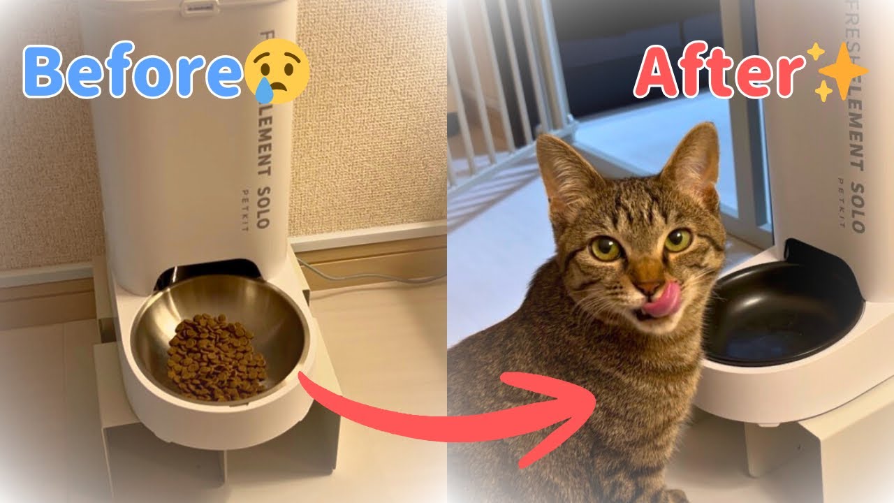 自動給餌器のお皿を変えただけで猫の食いつきが凄い事に…！