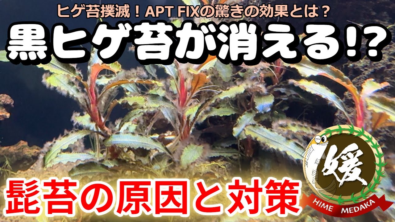 水草の黒髭・髭苔（ヒゲゴケ）の原因と対策！APT FIXの使用レビュー【媛めだか】