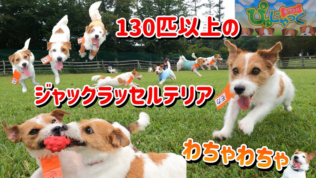 130匹以上のジャックラッセルテリア大集合！第11回ぴゅじゃっく（ピュアっ子交流会） 山中湖ドッグリゾートWoof / Energetic little Jack Russell Terriers