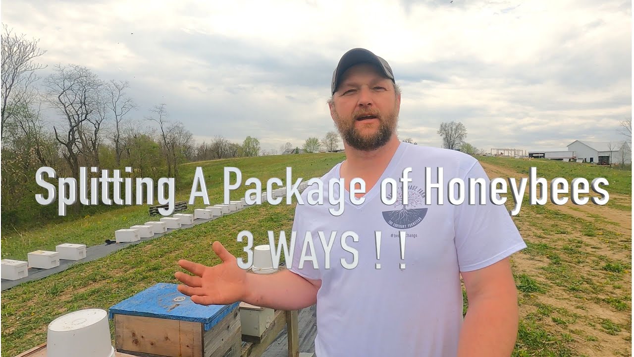 3 Way Split from a 3 Pound Package of Bees