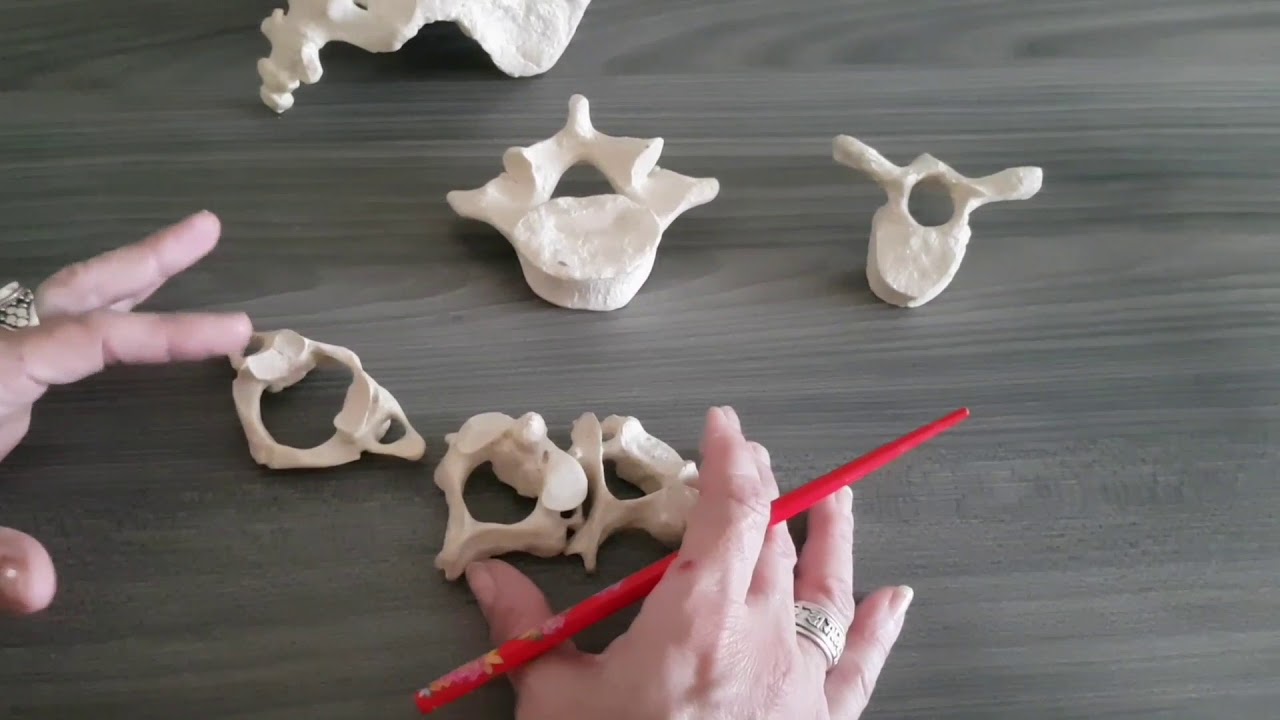 Ossos do pescoço e da coluna vertebral