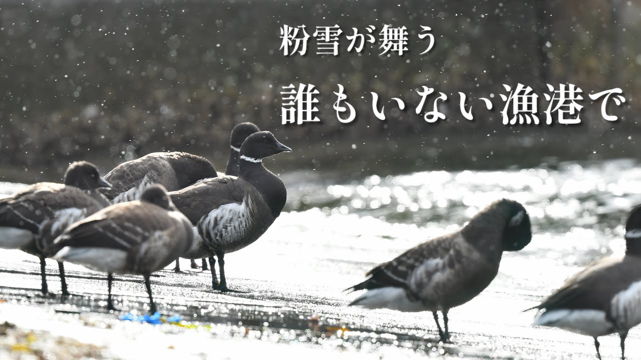 《ゆるい自然観察Vlog180》国の天然記念物を独り占めしました