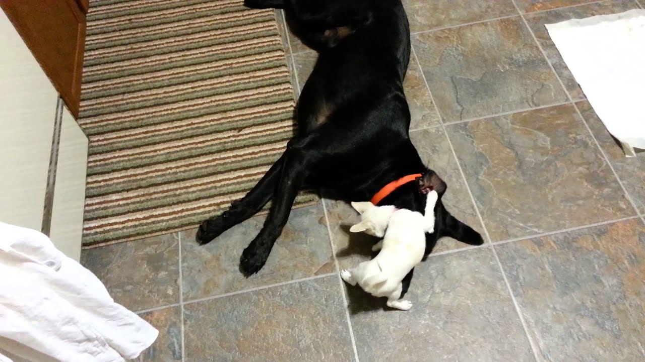 Best dogs ever