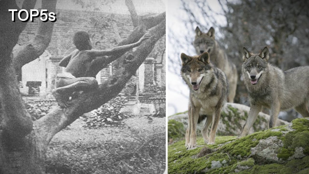 5 невероятных историй о диких детях, воспитанных животными