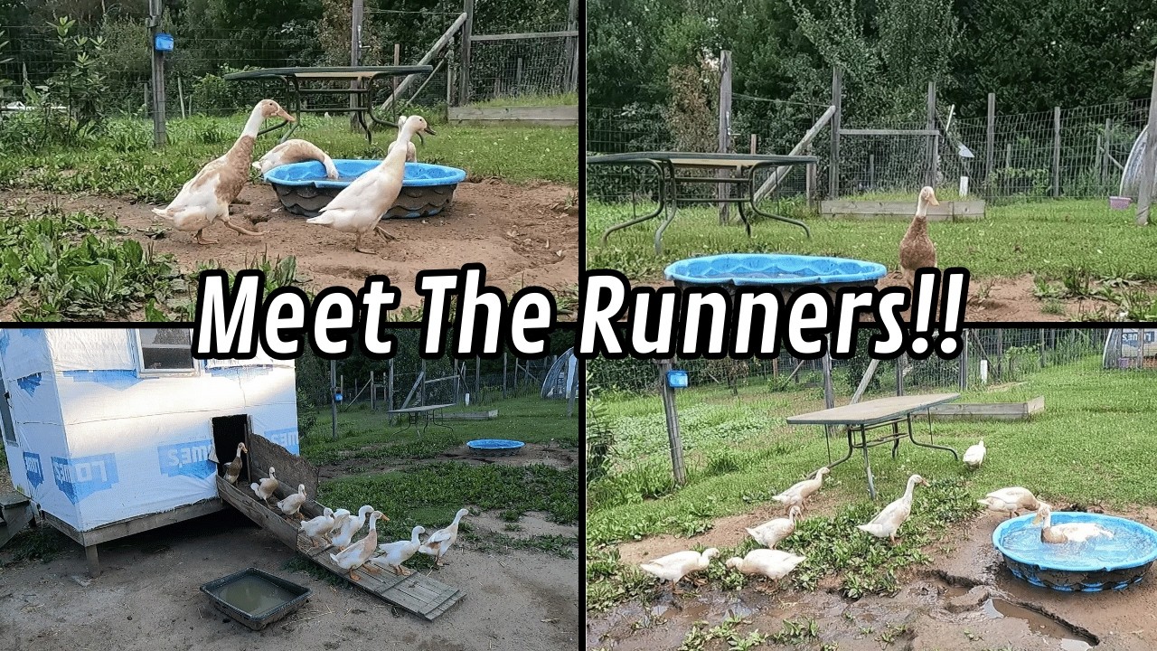 Why The Runner Ducks Are Perfect for Your Backyard!