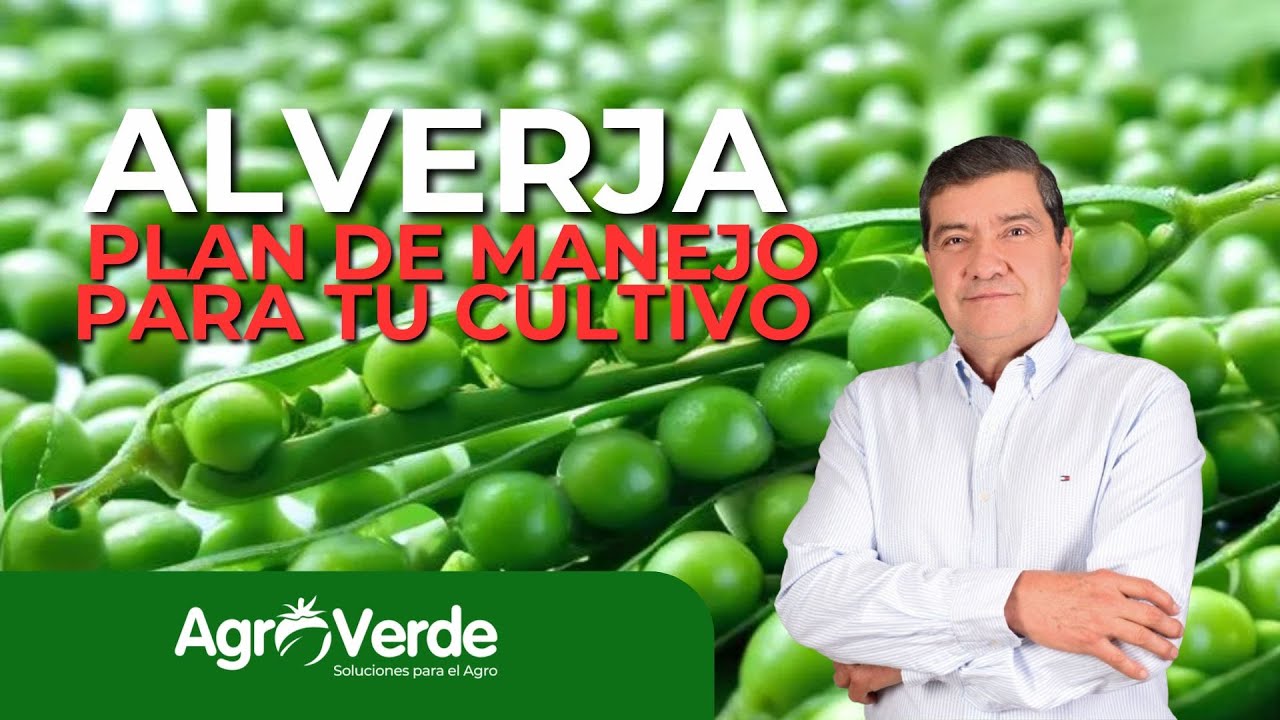 ¡🌱NO cometas estos errores con tu cultivo de ARVEJA!🚫💧