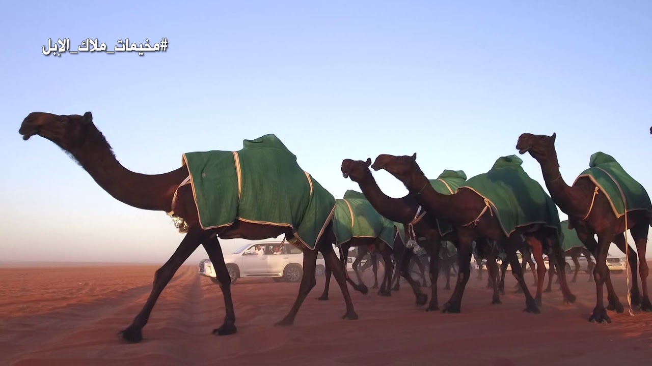 مخيم الفريق محمد بن حمدان البقمي