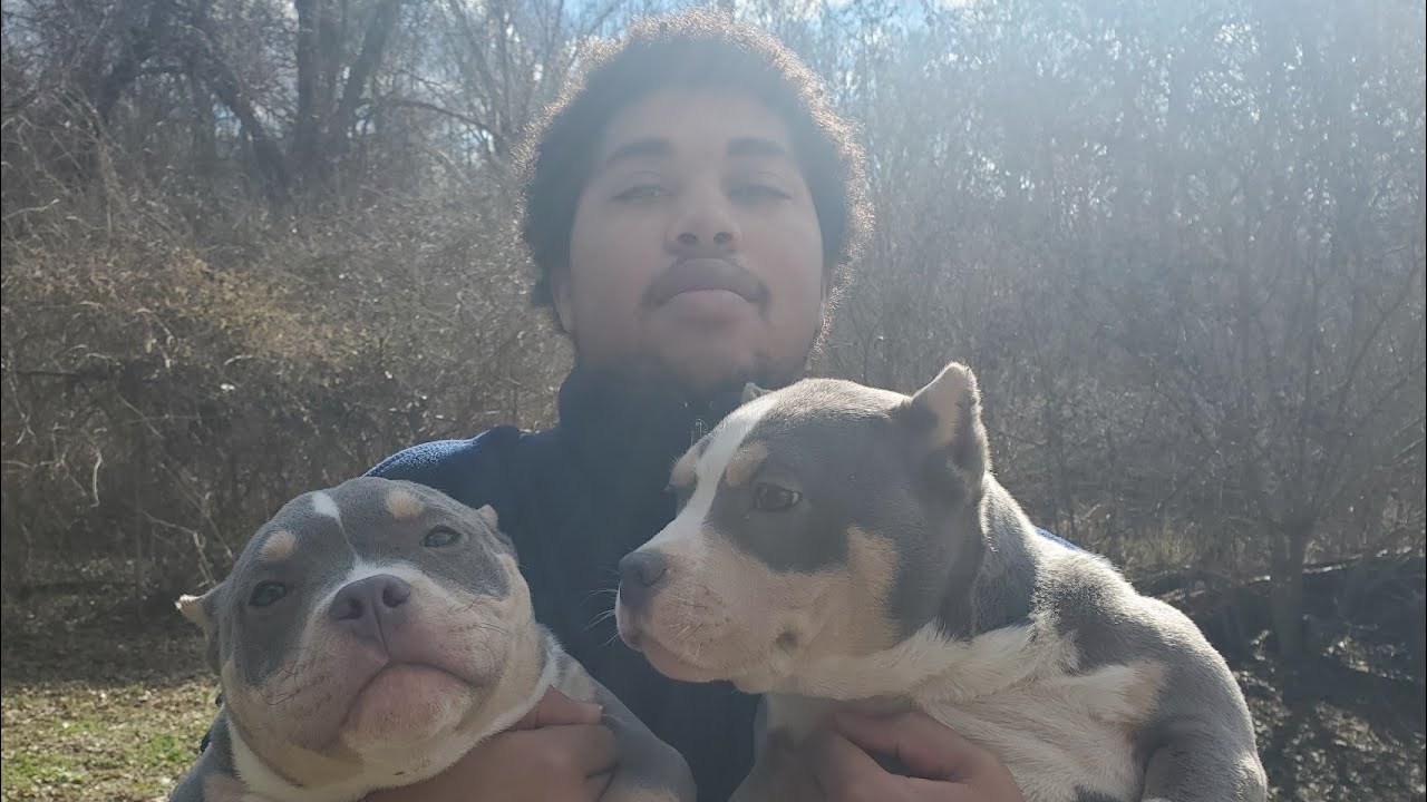 2 monster american bully 5 month old pups abkc pocket micro tri color carriers
