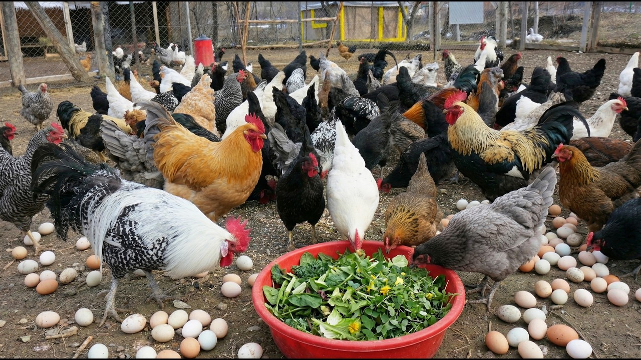 No Antibiotics Natural Chicken Farming - Low-Cost Poultry Farming - Organic Egg Collection