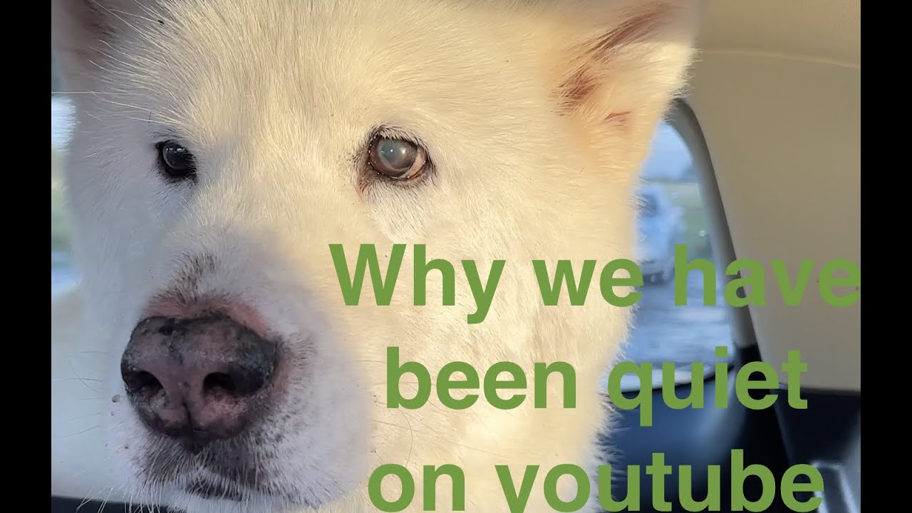 Sashka update/ Korean Jindo update