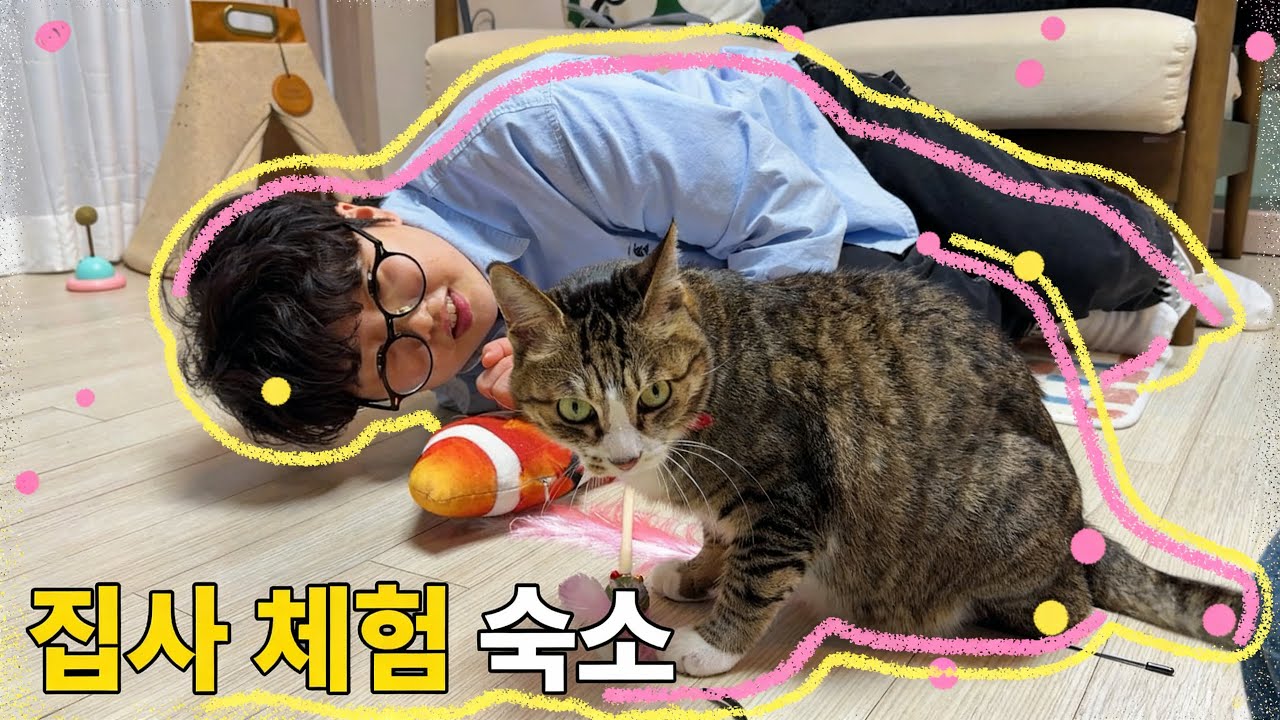 숨겨진 유기묘 입양 숙소에서 1박2일 브이로그