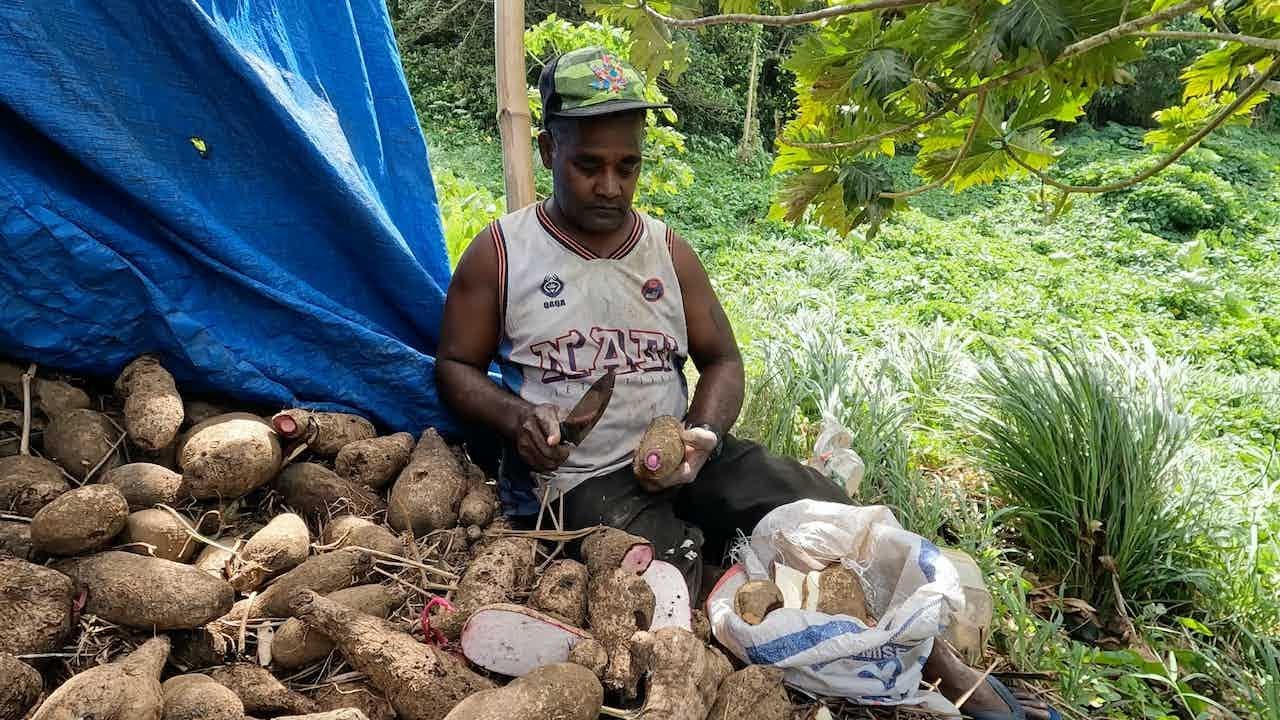 The Village Tradition Amongst The Village Men: Planting Yams 🇫🇯